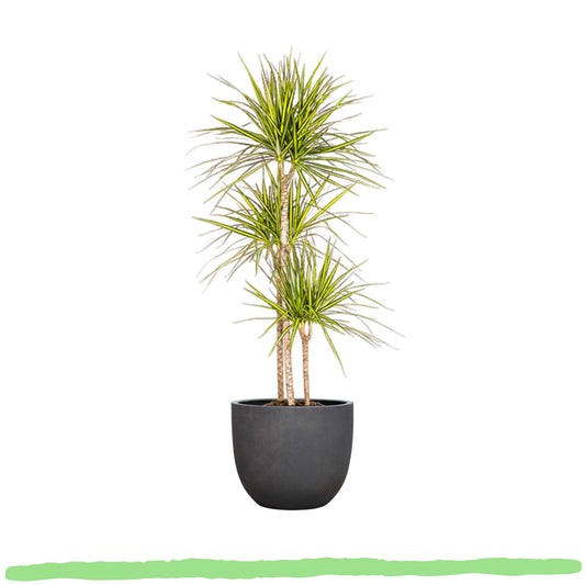 Dracaena Marginata "Sunray" - Drachenbaum - 〈⭥140cm〉