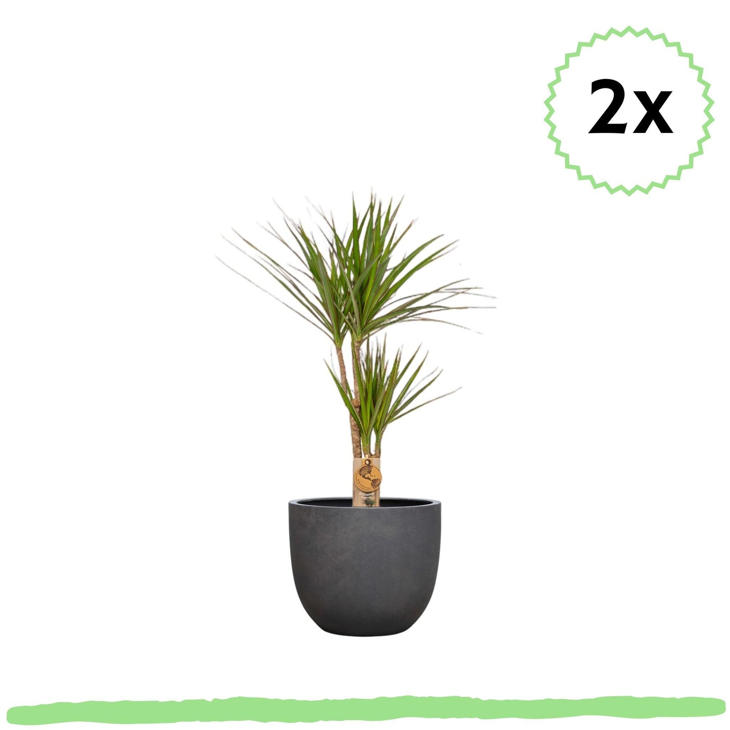 2 Stück - Dracaena "Drachenbaum" - 〈⭥70cm〉