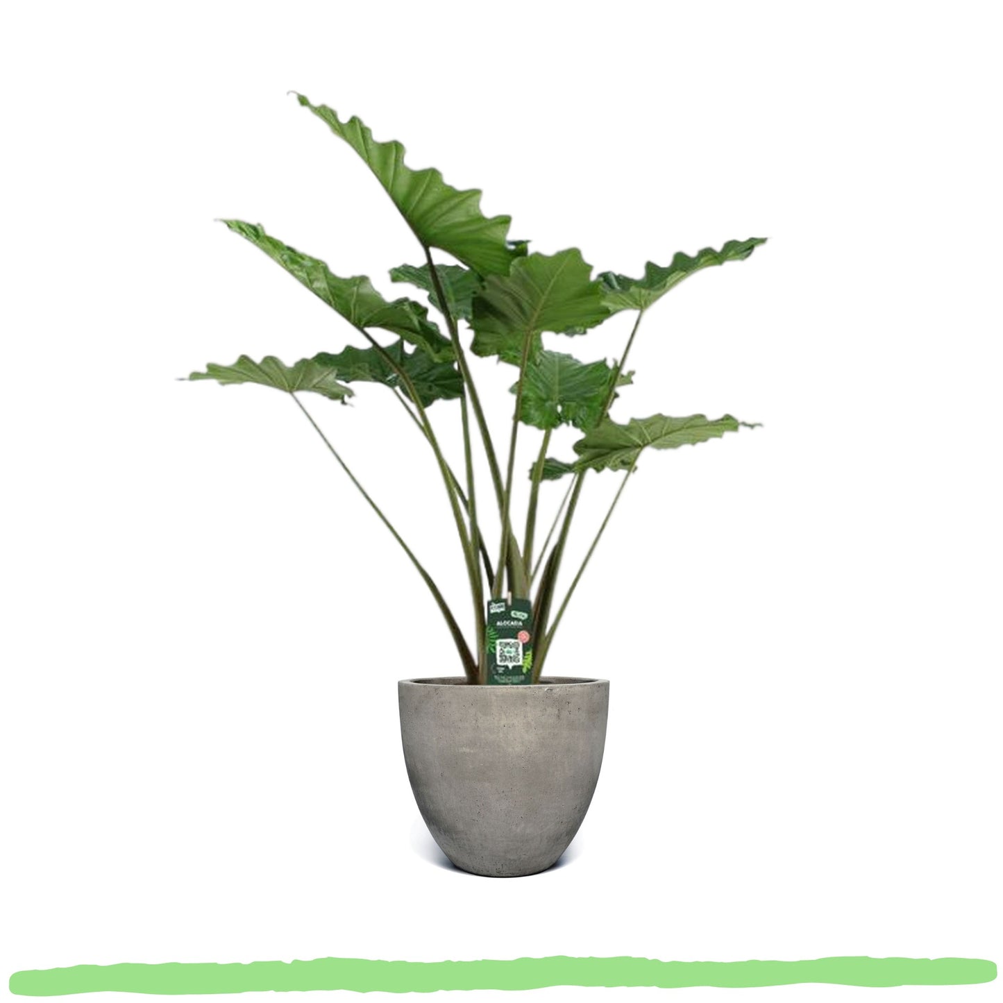 Alocasia Portodora "Wellen-Elefantenohr" - 〈⭥140cm〉