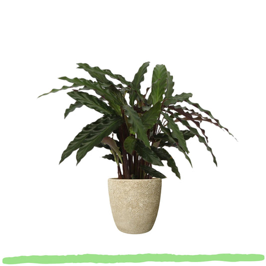 Calathea Elgergrass - ⭥35cm