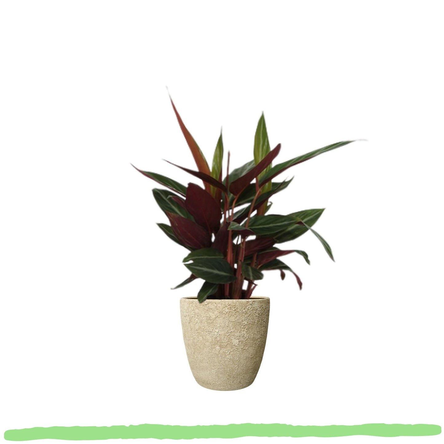 Calathea Stripestar "Sternstreifen-Korbmarante" - 〈⭥40cm〉