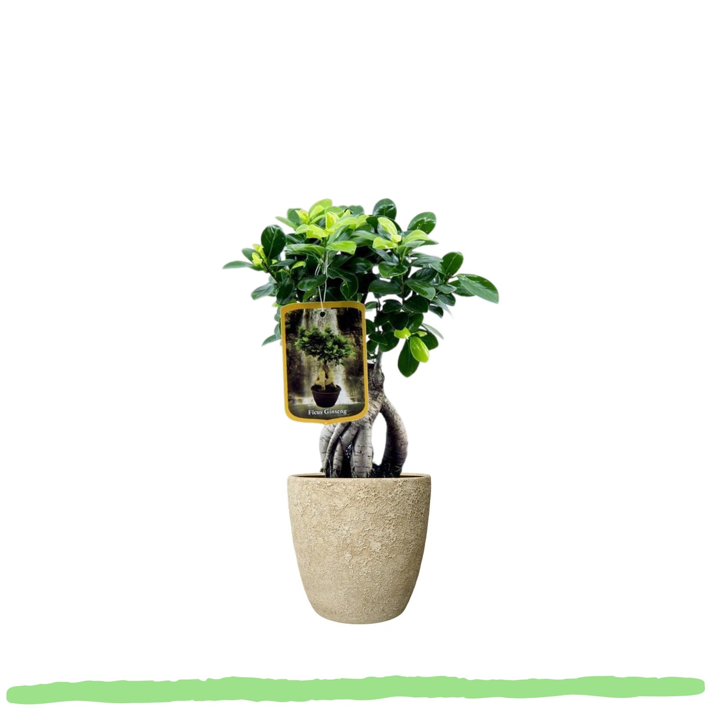 Ficus Microcarpa Ginseng "Ginseng Feigenbaum" - 〈⭥35cm〉
