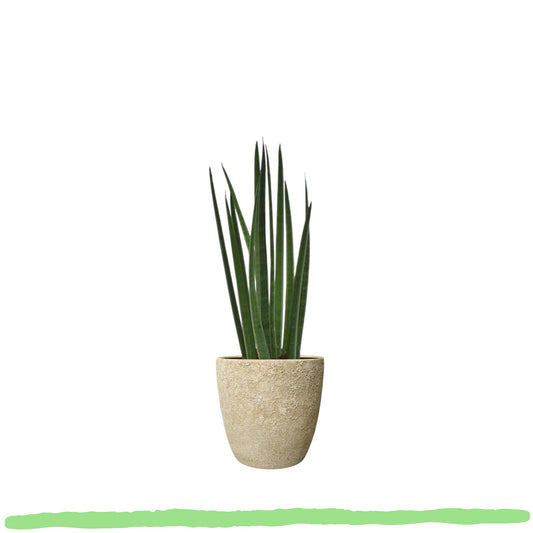 Sansevieria Cylindrica "Bacularis" - Bogenhanf - 〈⭥38m〉