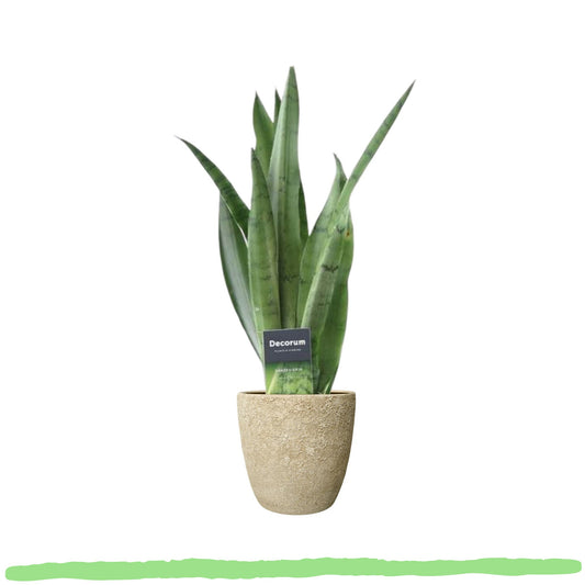 Sansevieria Spearmint - Bogenhanf - 〈⭥45cm〉