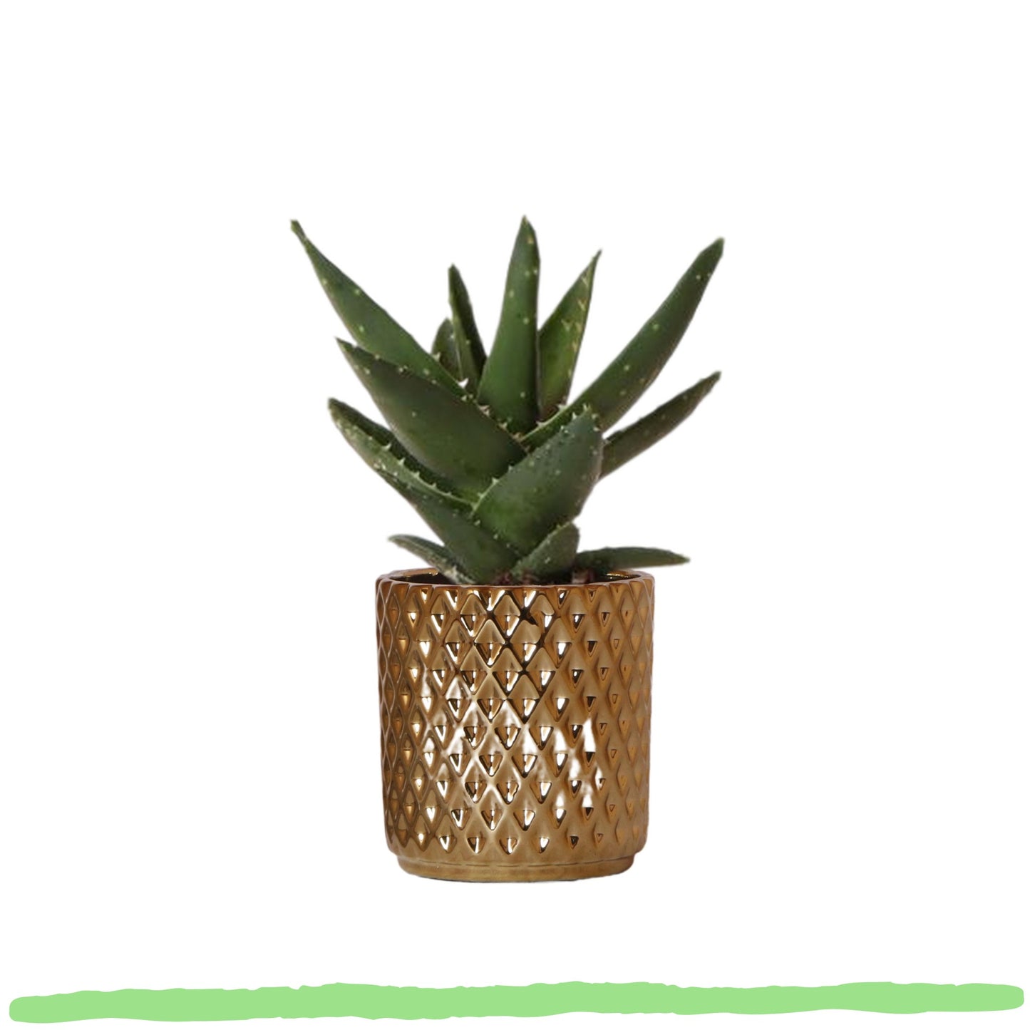 Sukkulente Aloe Brevifolia "Kurzblättrige Aloe" - 〈⭥15cm〉