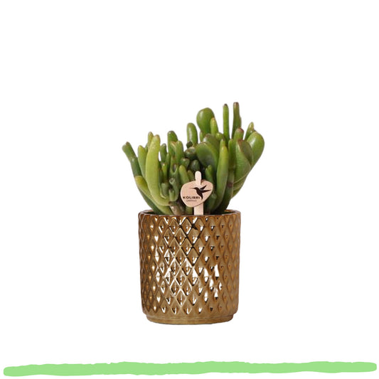 Sukkulente Crassula Ovata Hobbit "Löffelbaum" - 〈⭥12cm〉