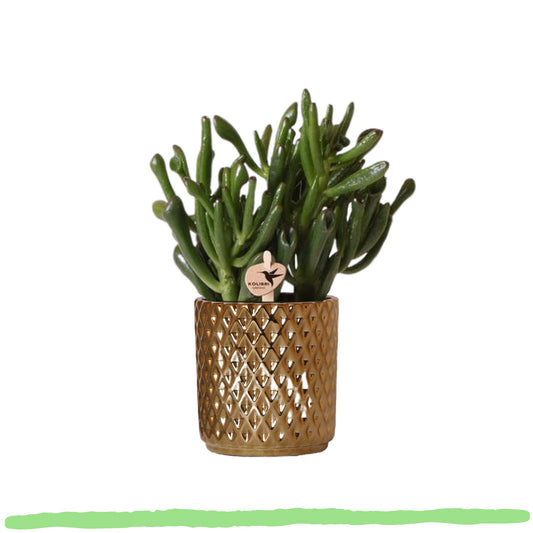 Sukkulente Crassula Ovata Hobbit "Löffelbaum" - 〈⭥18cm〉
