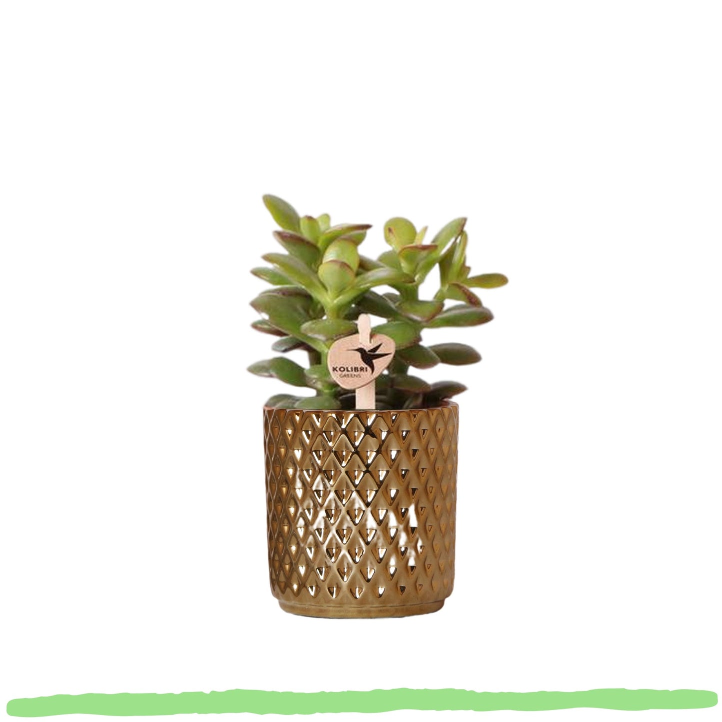 Sukkulente Crassula Ovata Minor "Zwerg Geldbaum" - 〈⭥10cm〉