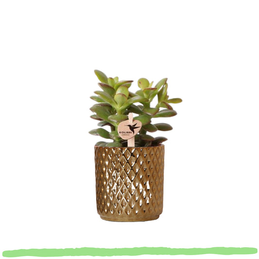 Sukkulente Crassula Ovata Minor "Zwerg Geldbaum" - 〈⭥10cm〉