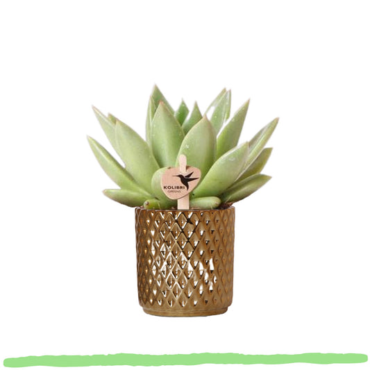 Sukkulente Echeveria Miranda - ⭥15cm