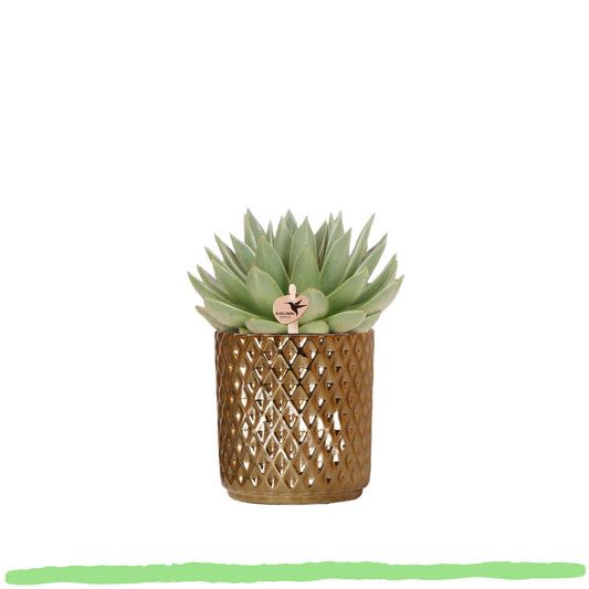 Sukkulente Echeveria Miranda - 〈⭥15cm〉