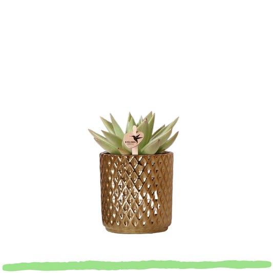 Sukkulente Echeveria Miranda - 〈⭥9cm〉