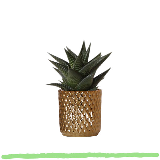 Sukkulente Haworthia Limifolia "Filefarn-Haworthie" - 〈⭥11cm〉