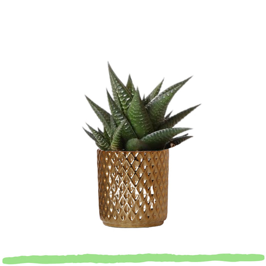 Sukkulente Haworthia Limifolia "Filefarn-Haworthie" - 〈⭥15cm〉