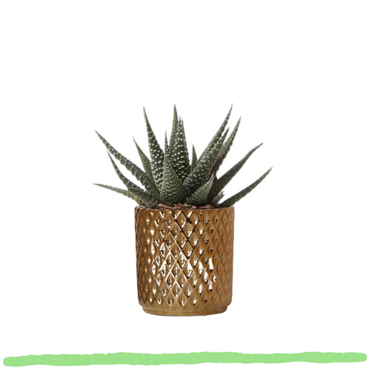 Sukkulente Haworthia Royal Highnness - 〈⭥11cm〉