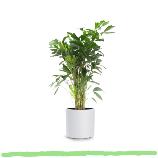 Caryota Mitis "Fischschwanzpalme" - 〈⭥140cm〉