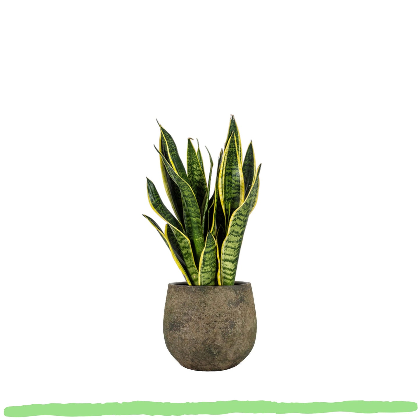 Sansevieria Trifasciata "Futura Superba" - Bogenhanf - 〈⭥50cm〉