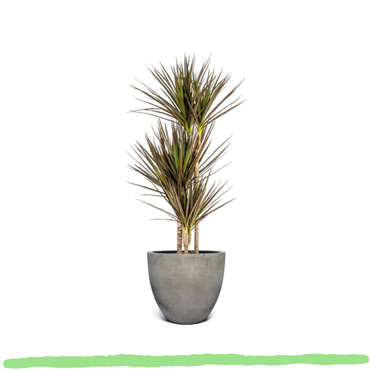 Dracaena Marginata Magenta - Drachenbaum - ⭥120cm