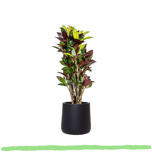 Croton Iceton - Wunderstrauch - 〈⭥70cm〉