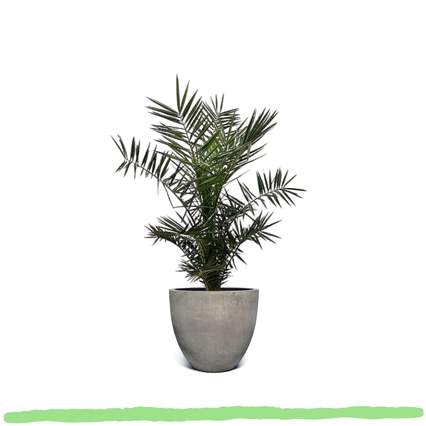 Phoenix Canariensis "Kanarische Dattelpalme" - 〈⭥130cm〉