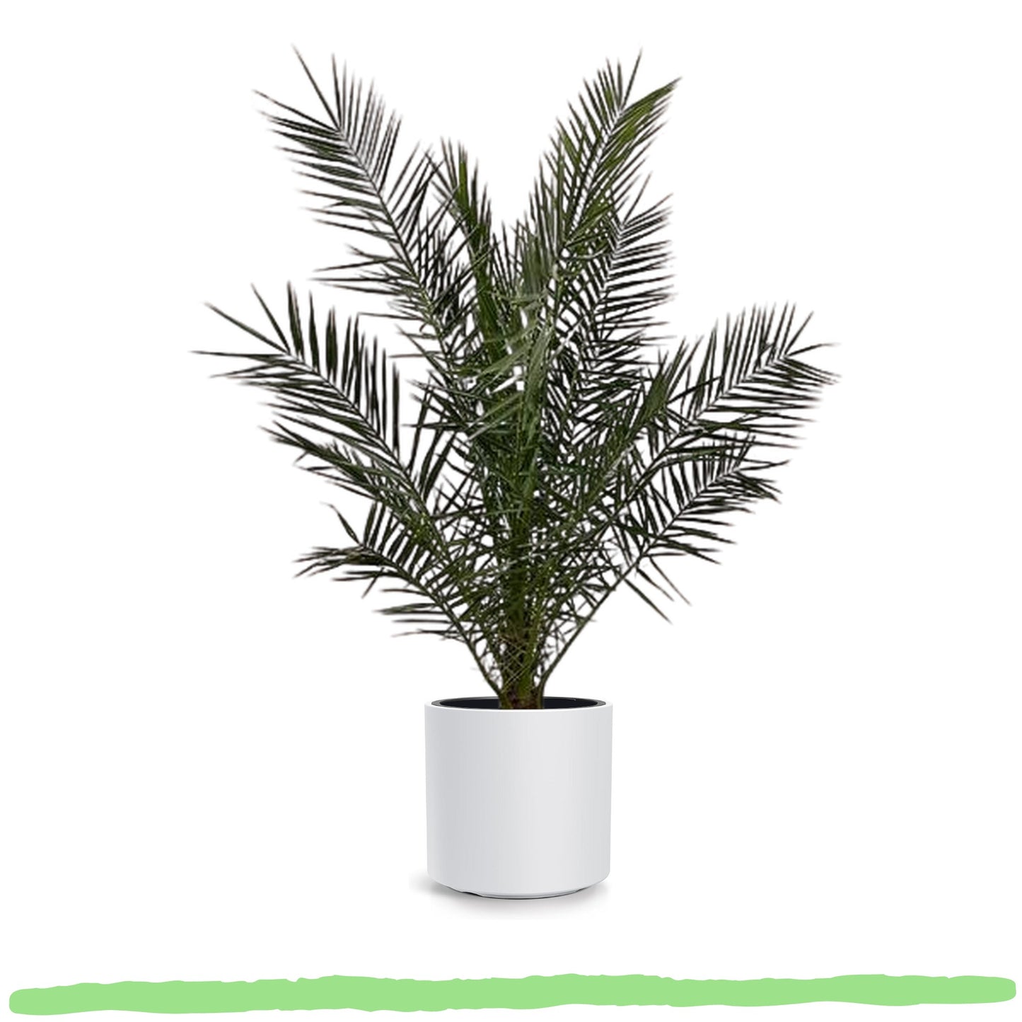 Phoenix Canariensis "Kanarische Dattelpalme" - 〈⭥180cm〉