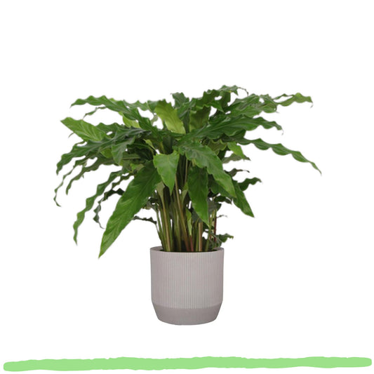 Calathea Bluegrass "Blaue Korbmarante" - 〈⭥35cm〉