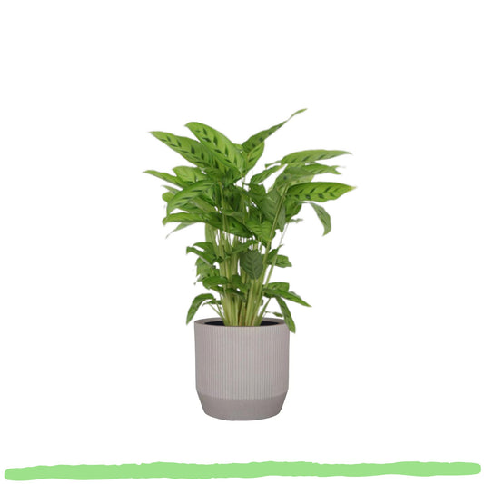 Calathea Leopardina "Leoparden-Korbmarante" - 〈⭥35cm〉