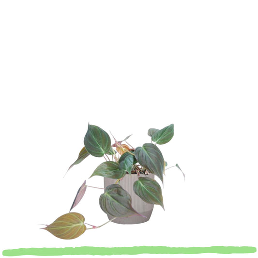 Philodendron Scandens "Micans" - 〈⭥25cm〉
