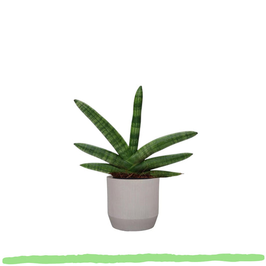 Sansevieria Skyline - Bogenhanf - 〈⭥25cm〉