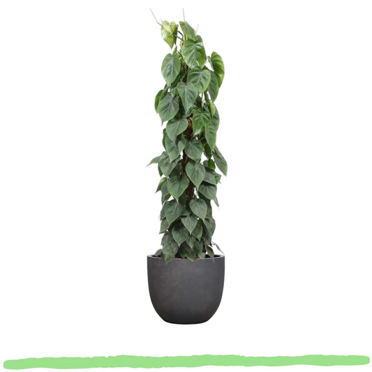 Philodendron Scandens "Kletter-Philodendron" - 〈⭥150cm〉