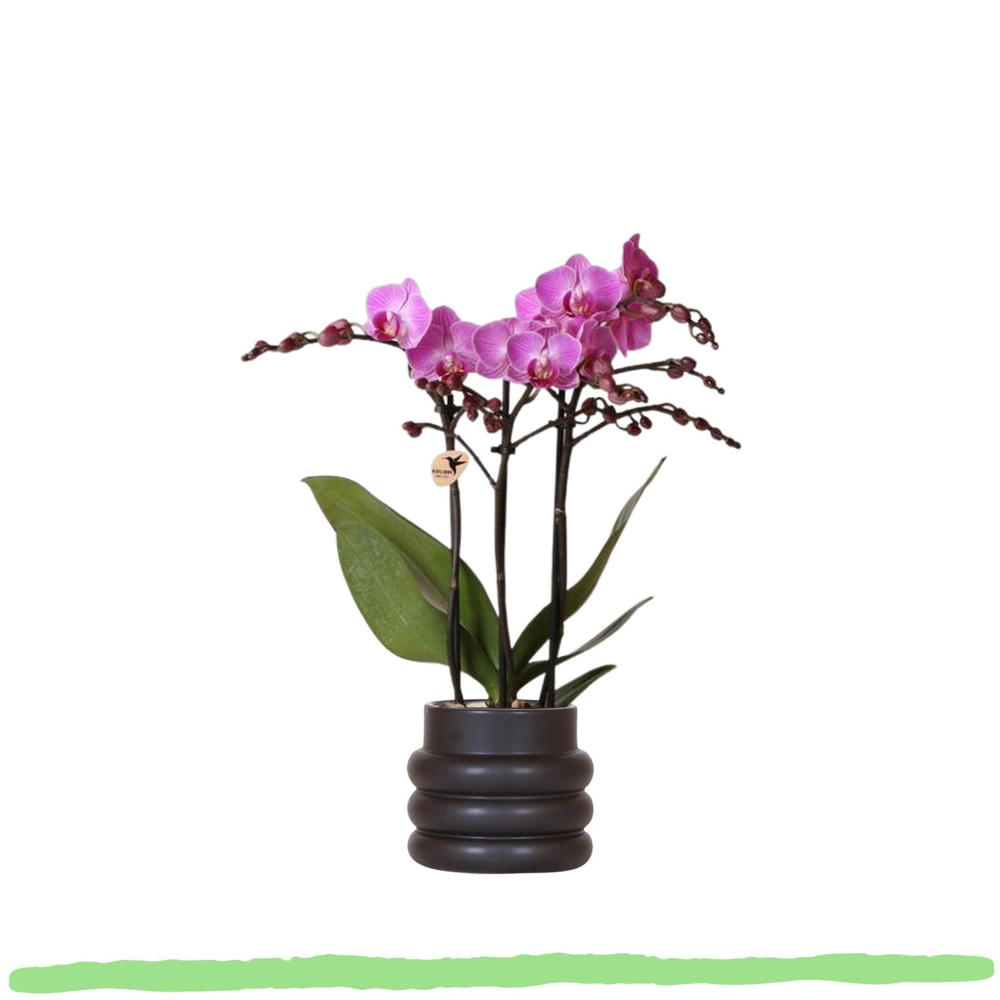 Phalaenopsis Orchidee - lila/rosa Schmetterlingsorchidee "Mineral Vienna" - 〈⭥35cm〉