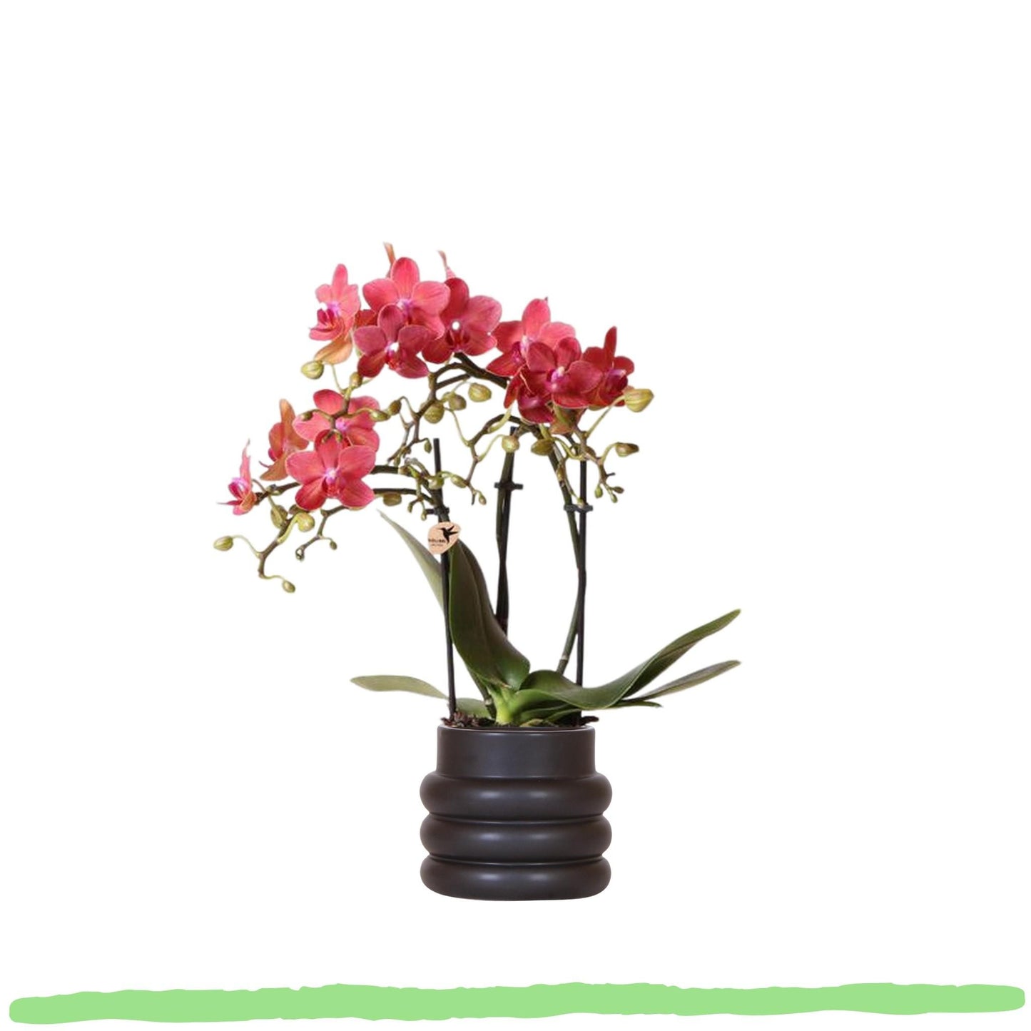Phalaenopsis Orchidee - rote Schmetterlingsorchidee "Kongo" - 〈⭥35cm〉