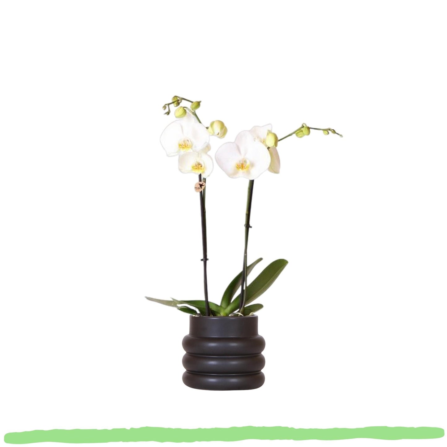 Phalaenopsis Orchidee - weiße Schmetterlingsorchidee Dame Blanche - ⭥35cm