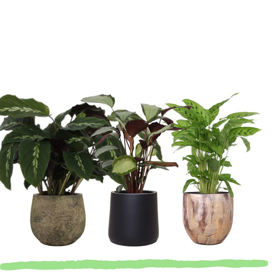 Pflanzenset "Calathea-Charme Trio" - Tierfreundlich - Calathea Maui Queen + Picturata + Leopardina