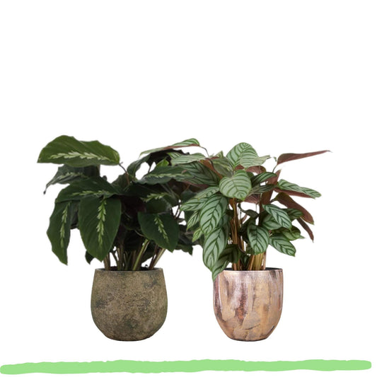 Pflanzenset "Calathea Blattduo 2" - Tierfreundlich - Calathea Maui Queen + Compactstar