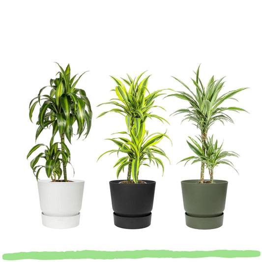 Pflanzenset "Dracaena 80cm Trio" - Pflegeleicht - Hawaiian Sunshine + Lemon Lime + White Stripe