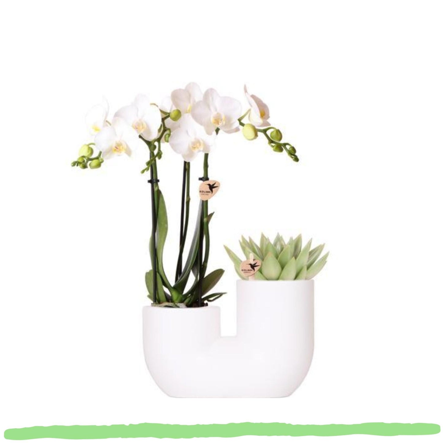Design-Duo im Topf - Sukkulente Echeveria "Miranda" und Phalaenopsis Orchidee "Amabilis" - inkl. weißem Duo Keramik Ziertopf - 〈⭥15 & 35cm〉