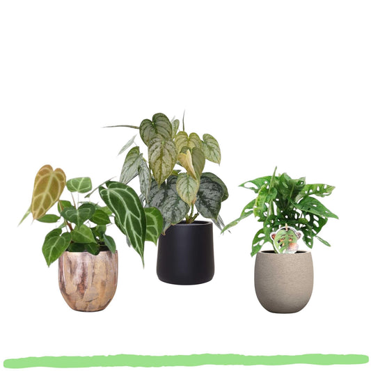 Pflanzenset "Tropentrio" - Anthurium Crystallinum + Philodendron Brandtianum + Monstera Obliqua