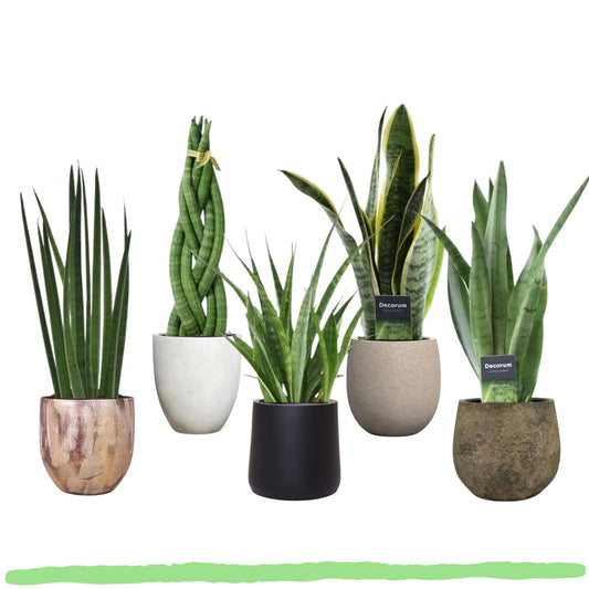 Pflanzenset "Sansevieria Kollektion" - Sansevieria Bacularis + Twist + Kirkii + Laurentii + Spearmint