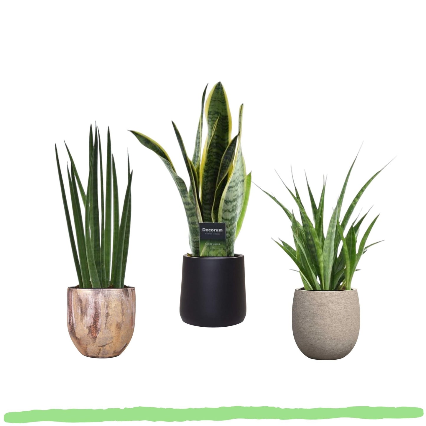 Pflanzenset "Sansevieria Favorit" - Pflegeleicht - Sansevieria Bacularis + Laurentii + Kirkii