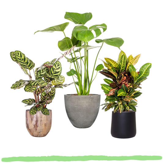 Pflanzenset "Grüne Farbpracht" - Calathea Makoyana + Monstera Deliciosa Tauerii + Codiaeum Variegatum "Petra"