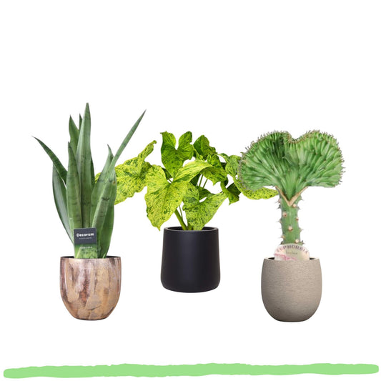 Pflanzenset "Grüne Harmonie" - Pflegeleicht - Sansevieria Spearmint + Syngonium + Euphorbia Lactea