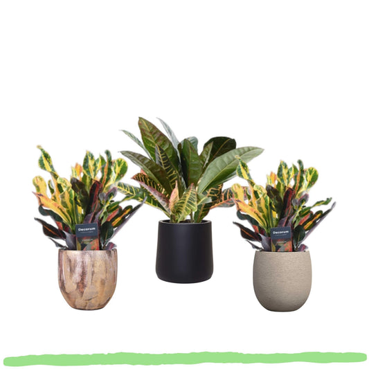 3 Stück - "Codiaeum Variegatum MIX" - Croton - 3 verschiedenen Sorten