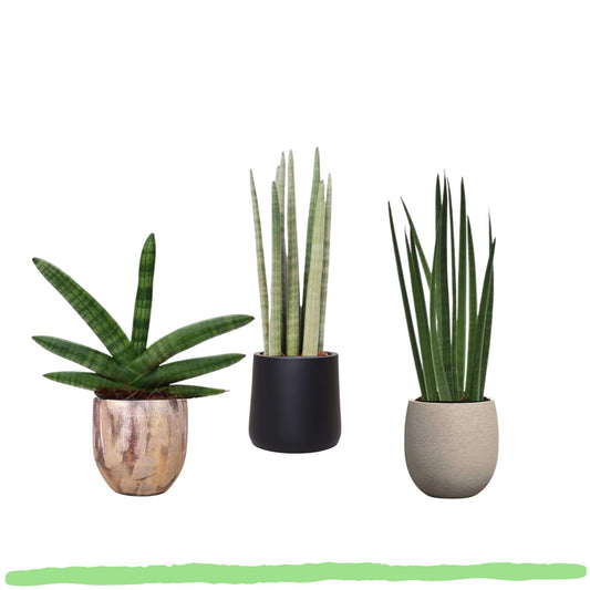 Pflanzenset "Sansevieria Style" - 3 pflegeleichte Sansevieria - (Ø10,5cm, ⭥20-45cm)