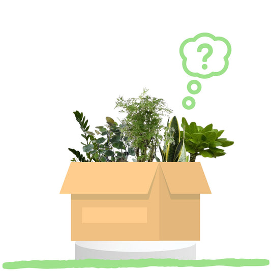 Überraschungsbox - 6 wunderschöne Zimmerpflanzen mit einer Topfgröße von Ø12cm