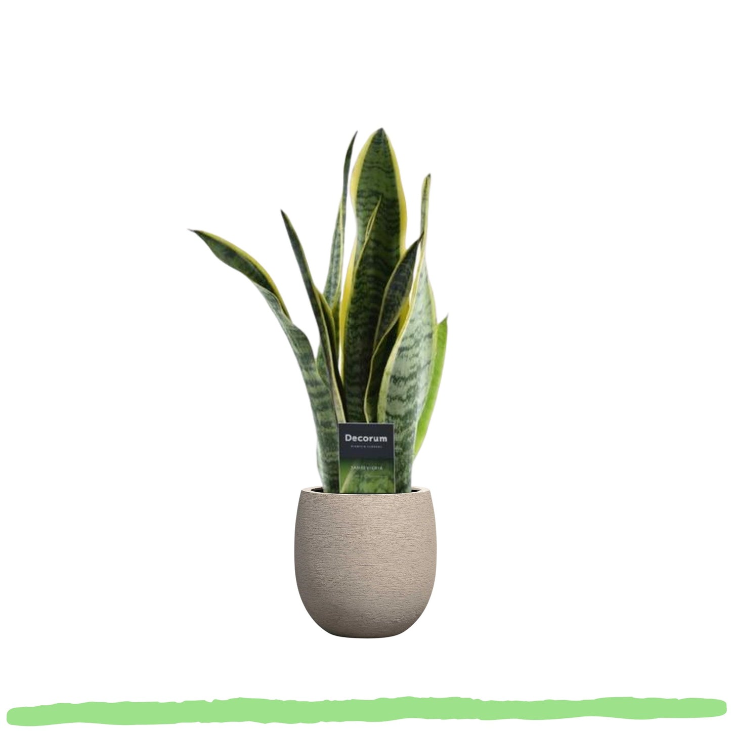 Sansevieria Laurentii - 〈⭥45cm〉