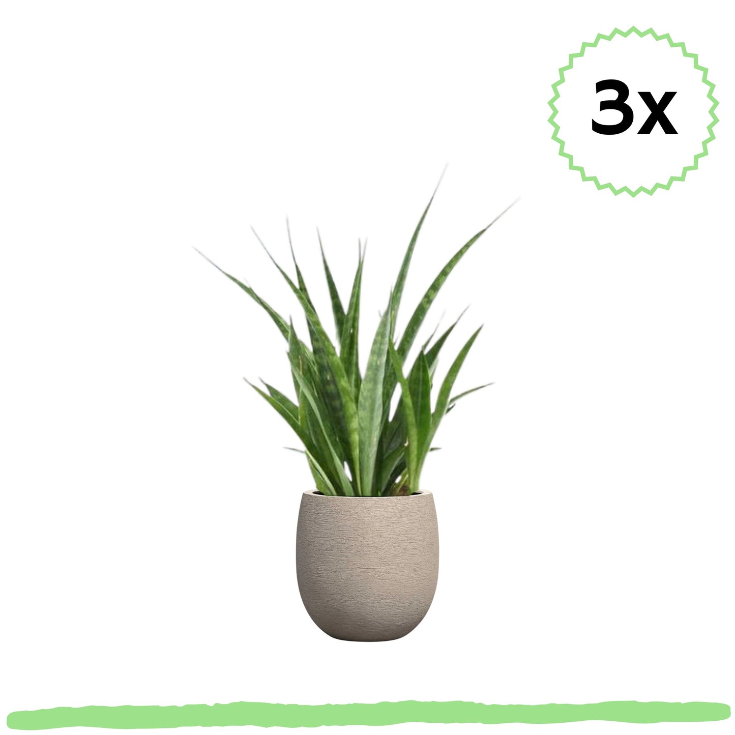 3 Stück - Sansevieria Kirkii - 〈⭥38cm〉