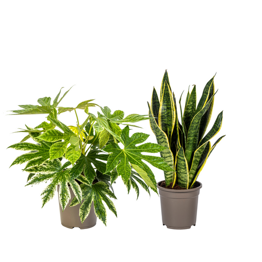 Fatsia (⭥45cm) & Sansevieria (⭥50cm) - Pflegeleicht