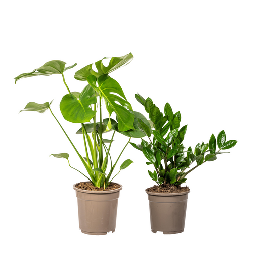 Fensterblatt (⭥70cm) & Glücksfeder (⭥45cm) - Pflegeleicht