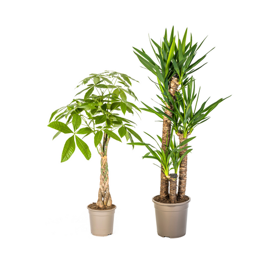 Glückskastanie (⭥100cm) & Palmlilie (⭥130cm) - Tierfreundlich